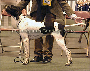 3rd Junior Dog